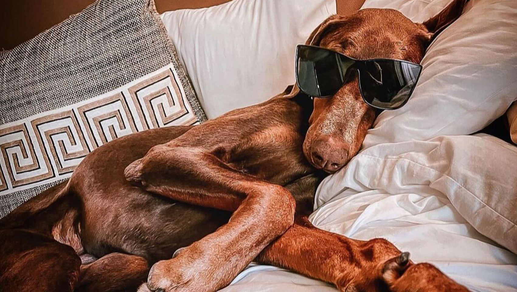 dog with sunglasses