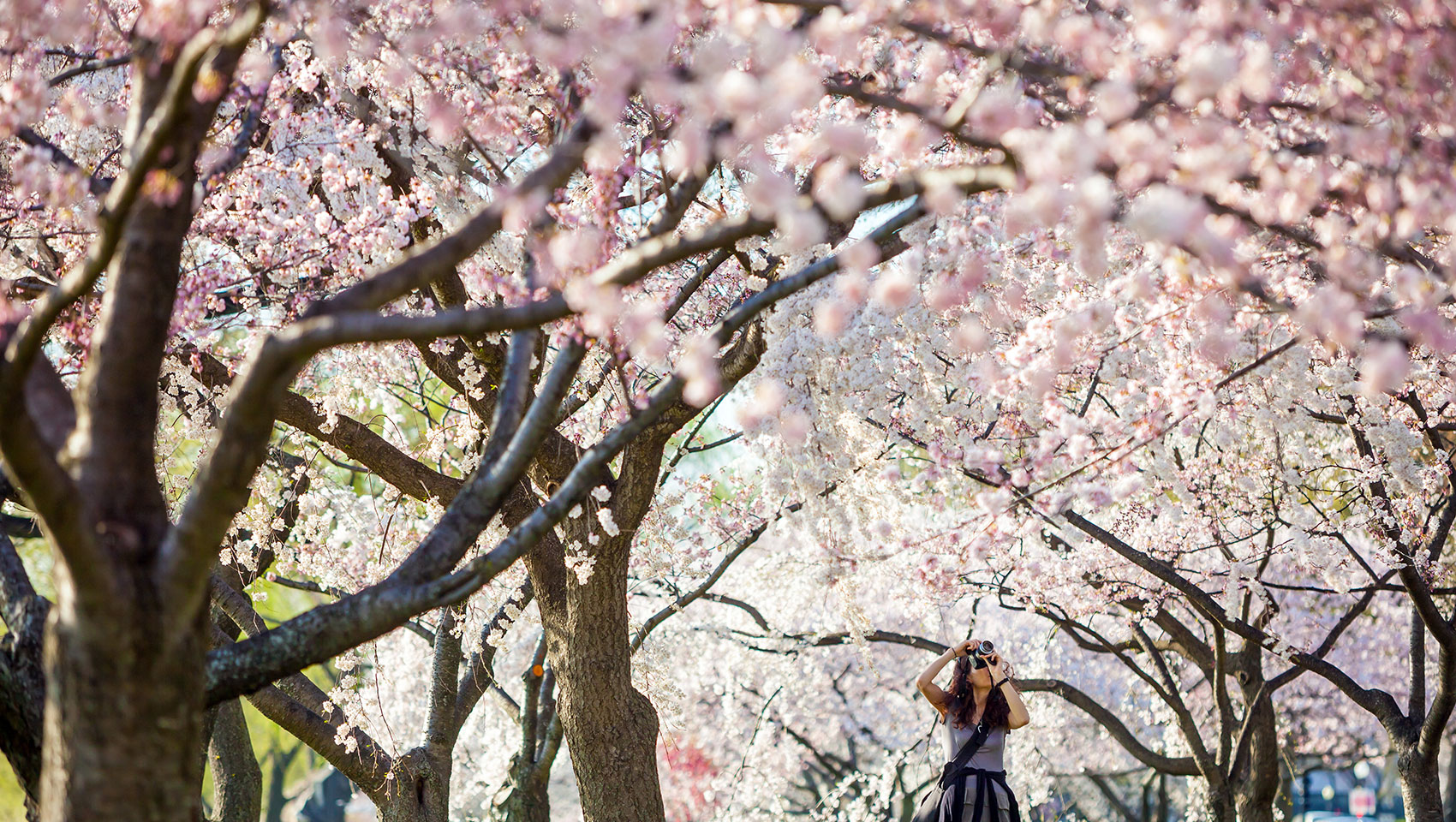 National Cherry Blossom Festival: Check out these 5 spots in DC to capture  the best photos
