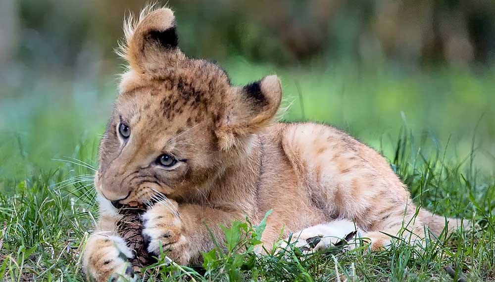 Lion cub at National Zoo in DC