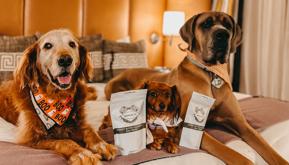 dogs on bed with treats at Kimpton Monaco DC