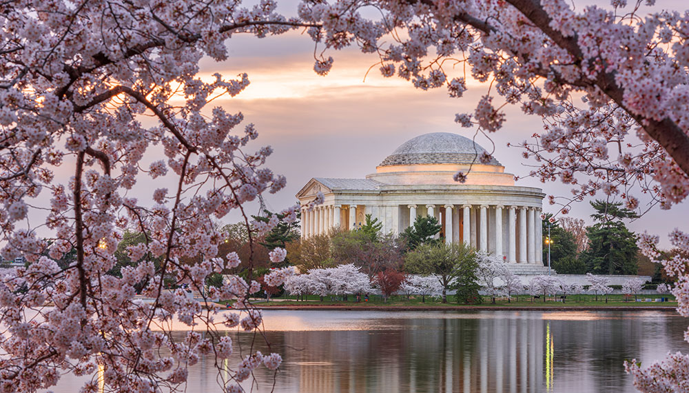 cherry blossoms in washington dc